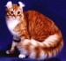 Americká kadeřavá kočka